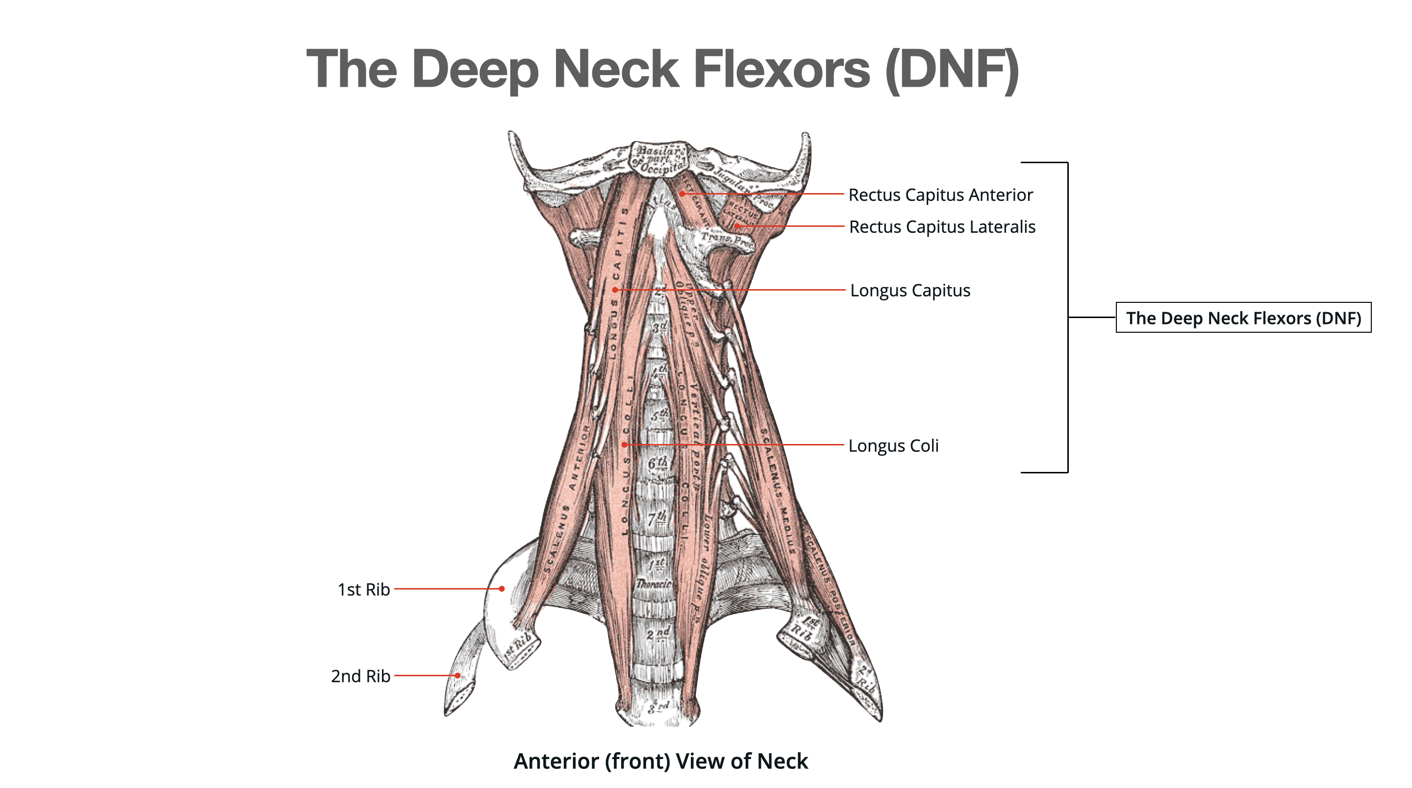 The Deep Neck Flexors (DNF)